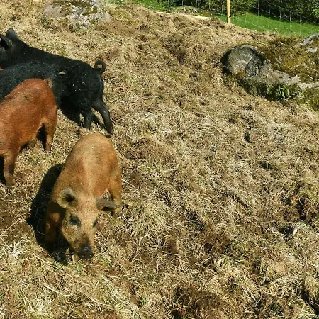 Holiday Feriehus *